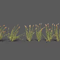 Ornamental Grasses With Green Stems And Pink Plumes For Garden Landscaping