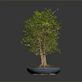 Bonsai Plant With Green Leaves And Multiple Trunks In Blue Pot On Dark Background
