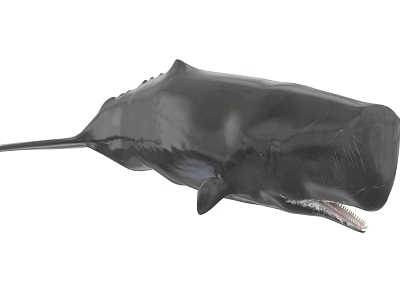 Giant Black Sperm Whale as Majestic Aquatic Mammal in Deep Marine Environment 3d model