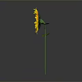 Bright Yellow Sunflower with Brown Center Green Stem and Reflection on Gray Background