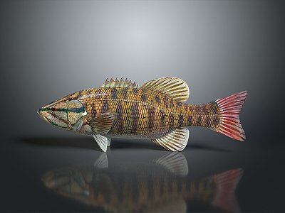 Catfish Carp Sturgeon Bass Freshwater Fish Various Carp Grass Carp Crucian Carp 3d model