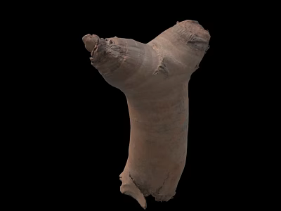 Fresh Ginger Root Crop With Rough Brownish Surface And Irregular Shape 3d model