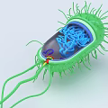 Innovative Medical Device for Bacteria Structure 3D Visualization with Cilia Flagella and Internal Components 3d model