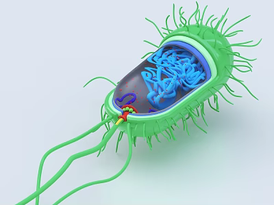 Innovative Medical Device for Bacteria Structure 3D Visualization with Cilia Flagella and Internal Components 3d model