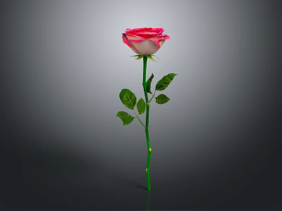 Beautiful Pink Rose Plant with Green Stem and Leaves on Gray Background 3d model