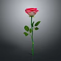 Beautiful Pink Rose Plant with Green Stem and Leaves on Gray Background