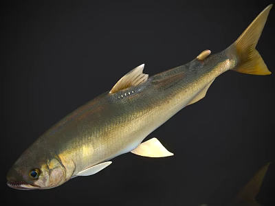 Detailed View Of Golden Aquatic Animal Fish With Fins And Tail On Dark Background 3d model
