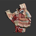 Human Head Anatomical Model With Detailed Internal Structures For Medical Education