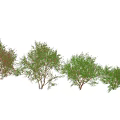 Vibrant Flowering Shrub With Lush Green Foliage Pink Blossoms And Diverse Shapes