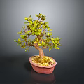 Bonsai Plant With Green Yellow Leaves Brown Trunk In Red Pebble Pot On Gray Background