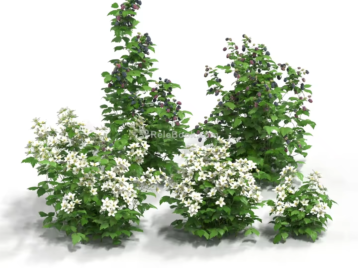 Raspberry Seedling Raspberry Seedling Raspberry Shrub Ebony Bubble Crops 3d model