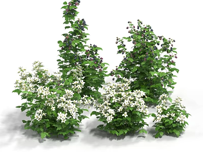 Raspberry Seedling Raspberry Seedling Raspberry Shrub Ebony Bubble Crops 3d model