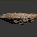 Ancient Ammonite Fossil With Detailed Spiral Texture And Brown White Patterns