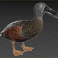 Aquatic Animal Duck Featuring Grey Head Black Beak Brown Spotted Feathers And Orange Feet