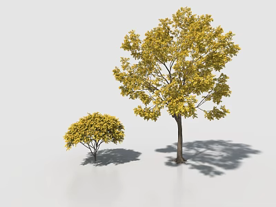Large Arbor with Yellow Leaves and Small Tree in White Background with Shadows 3d model