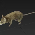 Realistic Brown Rat Standing On Gray Background With Detailed Fur And Tail