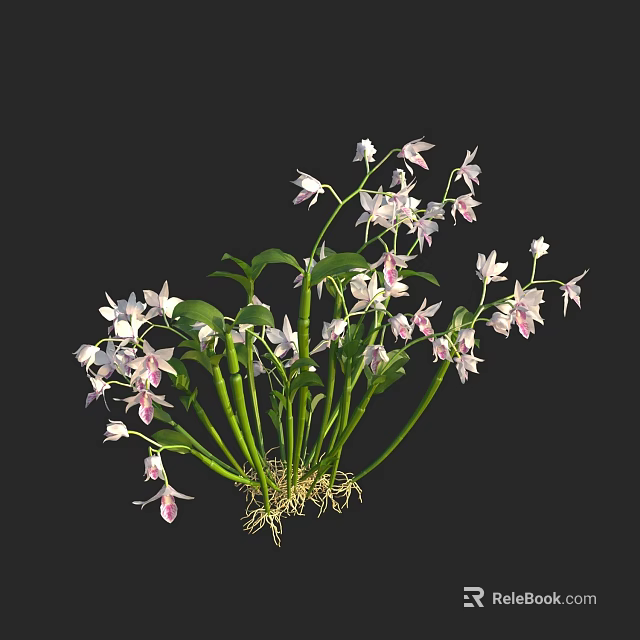 Beautiful White And Pink Orchid Flowers With Green Stems Leaves And Roots 3d model 