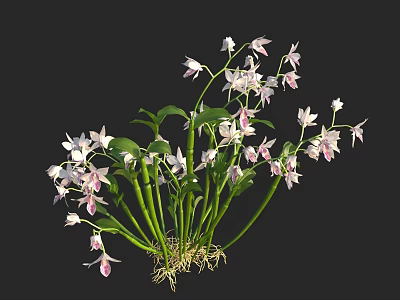 Beautiful White And Pink Orchid Flowers With Green Stems Leaves And Roots 3d model