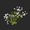 Beautiful White And Pink Orchid Flowers With Green Stems Leaves And Roots