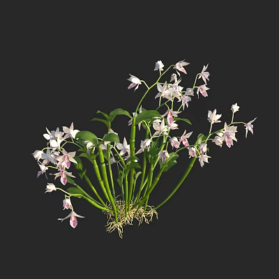 Beautiful White And Pink Orchid Flowers With Green Stems Leaves And Roots 3d model
