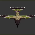 Crested Purple Bird with Yellow and Green Feathers Outstretched Wings on Reflective Surface