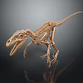 Modern skeleton dinosaur skeleton dinosaur fossil 3d model