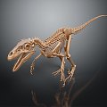 Modern skeleton dinosaur skeleton dinosaur dinosaur fossil 3d model