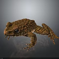 Brown Frog With Rough Textured Skin Sitting On Dark Reflective Surface 3d model