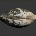Marine Aquatic Animal Shell Featuring Brown White Stripes And Natural Texture