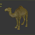 Camel With Single Hump Light Brown Fur Standing On Dark Background 3d model