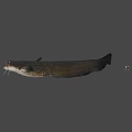 Whole Fresh Catfish with Natural Appearance and Fresh Texture for Seafood Recipes