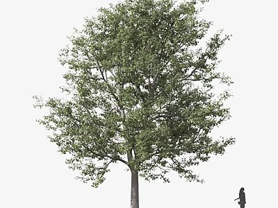 Tall Arbor With Lush Green Foliage And Thick Trunk Near Human Figure 3d model