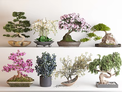 Bonsai Plants With Various Species Different Styles Decorative Pots Indoor 3d model