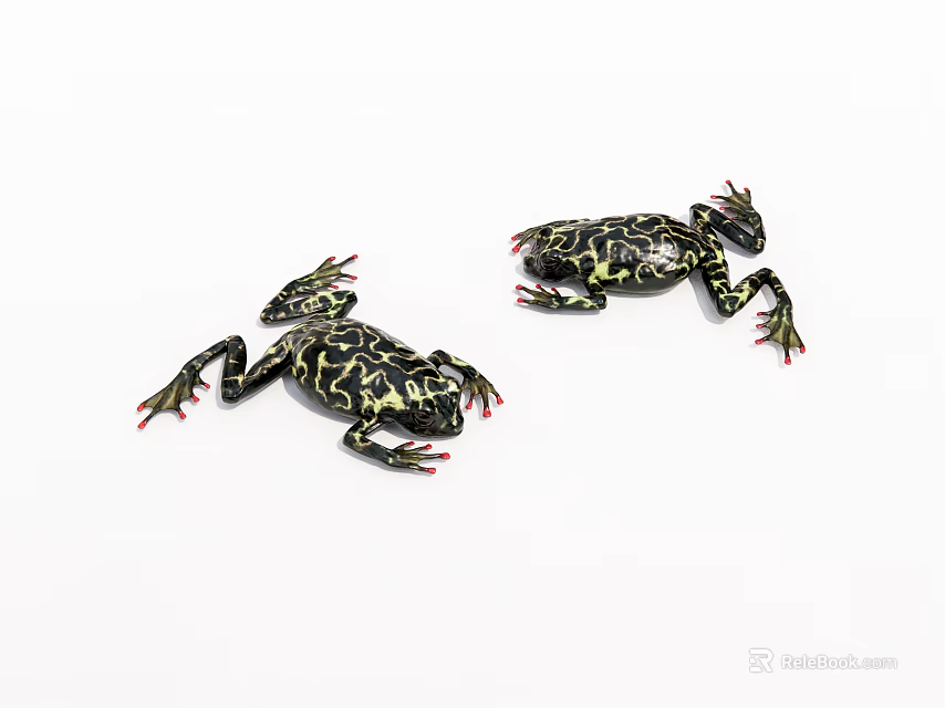 Two Reptiles Showcasing Black And Yellow Patterns With Red Toes On White Background 3d model 