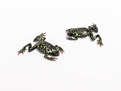 Two Reptiles Showcasing Black And Yellow Patterns With Red Toes On White Background 3d model
