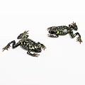 Two Reptiles Showcasing Black And Yellow Patterns With Red Toes On White Background