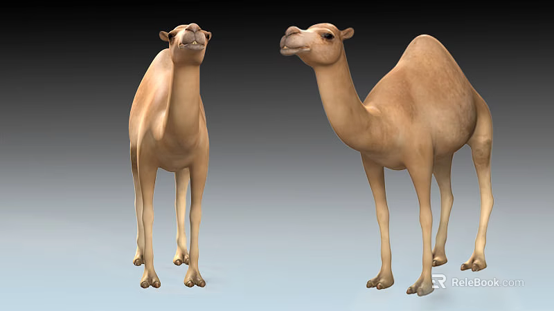 Two Tan Colored Reptiles Standing On Smooth Gray Surface In Studio 3d model