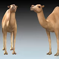 Two Tan Colored Reptiles Standing On Smooth Gray Surface In Studio 3d model