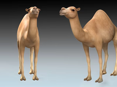 The Modern Camel 3d model The Modern Camel 3d model