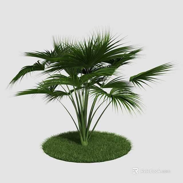 Lush Green Palm Tree With Long Fronds Growing On Fresh Grass Patch 3d model