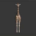 Realistic 3D Rendered Giraffe With Brown White Spots Standing On Dark Background