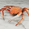 Orange Shelled King Crab With Long White Legs On Polished Marble Surface Showing Detailed Texture