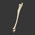 Two White Long Bones For Medical Display Isolated On Dark Background