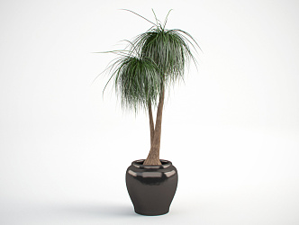 Modern Potted Indoor Palm Tree 3d model