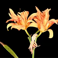 Orange Yellow Lilies In Vase With Green Stems And Leaves On Black Background