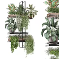 Various Bonsai Potted Plants on Wooden Metal Shelves with Lush Green Leaves and Hanging Vines