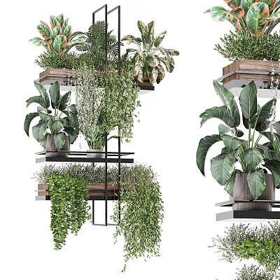 Various Bonsai Potted Plants on Wooden Metal Shelves with Lush Green Leaves and Hanging Vines 3d model