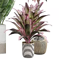 Potted Bonsai Plants With Various Green Leaves And Colorful Foliage In Decorative Pots