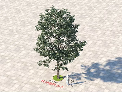 Arbor Tree With Dense Green Leaves Trunk And Shadow On Gray Square Tiles 3d model