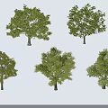 Five Arbor Trees With Various Forms Green Foliage And Shadows On White Background 3d model